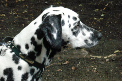 Wendy (Stocklore Forrest Windsong) Dalmatien Low acid uric enregistrée AKC et LOF ( "à titre importé" ) Wendy (Stocklore Forrest Windsong) Dalmatien Low acid uric enregistrée AKC et LOF ( "à titre importé" )