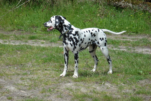 Wendy (Stocklore Forrest Windsong) Dalmatien Low acid uric enregistrée AKC et LOF ( "à titre importé" ) Wendy (Stocklore Forrest Windsong) Dalmatien Low acid uric enregistrée AKC et LOF ( "à titre importé" )