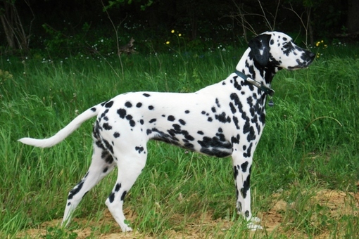 Wendy Lua Dalmatian AKC registered Wendy Lua Dalmatian AKC registered