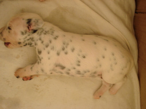 For adoption: a very promising puppy female Lua LOF of Wendy's ( now AKC registered) all bilateral hearing litter . For adoption: a very promising puppy female Lua LOF of Wendy's ( now AKC registered) all bilateral hearing litter .