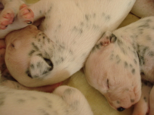 For adoption: a very promising puppy female Lua LOF of Wendy's ( now AKC registered) all bilateral hearing litter . For adoption: a very promising puppy female Lua LOF of Wendy's ( now AKC registered) all bilateral hearing litter .
