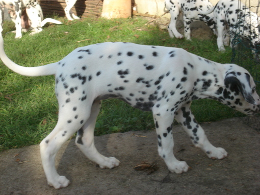 For adoption: a very promising puppy female Lua LOF of Wendy's ( now AKC registered) all bilateral hearing litter . For adoption: a very promising puppy female Lua LOF of Wendy's ( now AKC registered) all bilateral hearing litter .