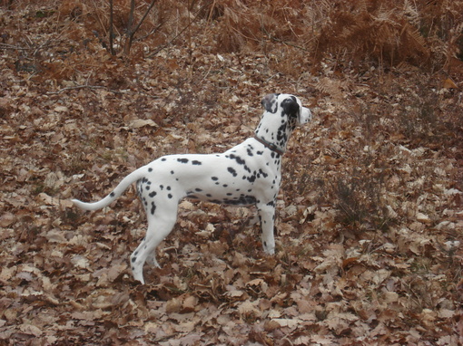 For adoption: a very promising puppy female Lua LOF of Wendy's ( now AKC registered) all bilateral hearing litter . For adoption: a very promising puppy female Lua LOF of Wendy's ( now AKC registered) all bilateral hearing litter .
