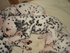 GANDY (adopté)