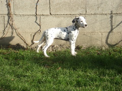   "GLANE" femelle "Lua" (A ADOPTER)