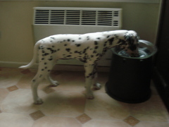  GABY femelle "Lua" (A ADOPTER)