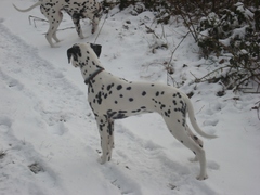   "GLANE" femelle "Lua" (A ADOPTER)