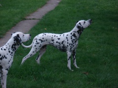 GABY femelle "Lua" (A ADOPTER) GABY femelle "Lua" (A ADOPTER)
