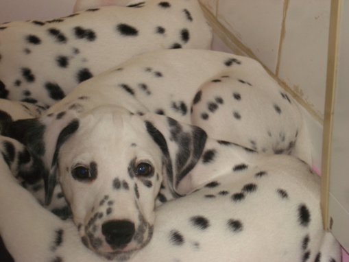 DALMATIENS LUA (Low Uric Acid, ou acide urique bas), VIC  TOIRE sur une maladie génétique