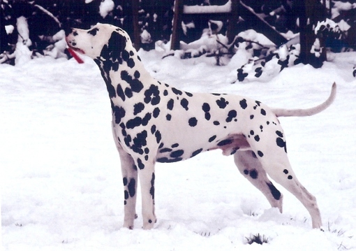 ODRAZ OD MOTOVUNA ( Harry) ODRAZ OD MOTOVUNA ( Harry)