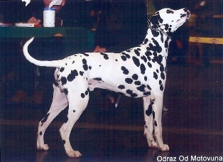 Wendy (Stocklore Forrest Windsong)  Dalmatien Lua  Wendy (Stocklore Forrest Windsong)  Dalmatien Lua