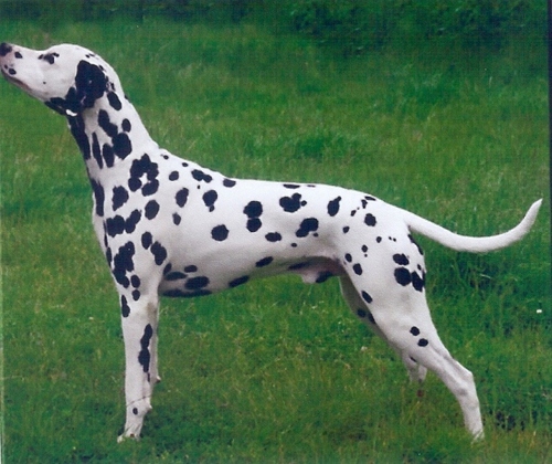 Wendy (Stocklore Forrest Windsong)  Dalmatien Lua  Wendy (Stocklore Forrest Windsong)  Dalmatien Lua