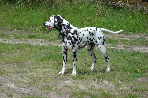  Wendy (Stocklore Forrest Windsong)  Dalmatien Lua