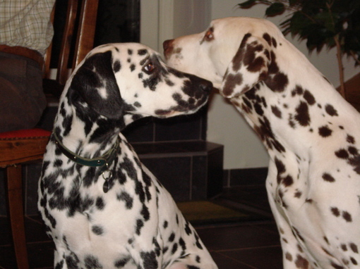 Wendy et Shanghaï du Domaine Belle-Rose (à Pascale Méker) Wendy et Shanghaï du Domaine Belle-Rose (à Pascale Méker)