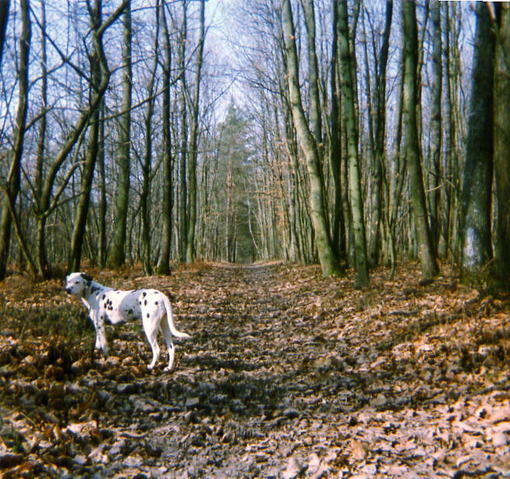 Gessy du Relais des Mauges Gessy du Relais des Mauges