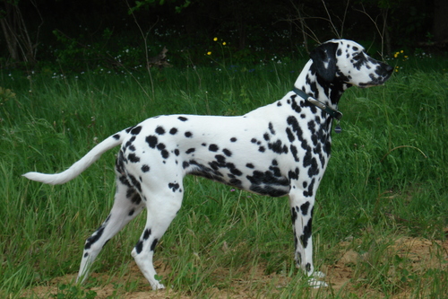 Wendy (Stocklore Forrest Windsong) Wendy (Stocklore Forrest Windsong)