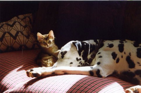 Gavotte du Relais des Mauges Gavotte du Relais des Mauges