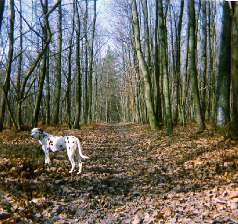 L'exercice est indispensable au Dalmatien L'exercice est indispensable au Dalmatien
