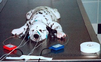 Surdité héréditaire. En attendant, les tests génétiques, l'enregistrement des PEA est incontournable. Surdité héréditaire. En attendant, les tests génétiques, l'enregistrement des PEA est incontournable.