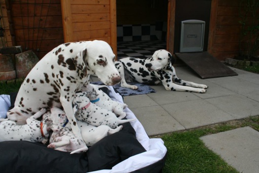 Portée de Quite Right Jesco Portée de Quite Right Jesco