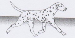 Le trot du Dalmatien Le trot du Dalmatien