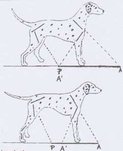 Le trot du Dalmatien Le trot du Dalmatien