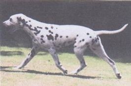 Le trot du Dalmatien Le trot du Dalmatien