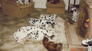 Les dermatites allergiques chez le Dalmatien Les dermatites allergiques chez le Dalmatien