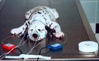 Surdité héréditaire. En attendant, les tests génétiques, l'enregistrement des PEA est incontournable.