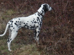 Wendy (Stocklore Forrest  Windsong)